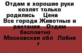 Отдам в хорошие руки козлят.только родились. › Цена ­ 20 - Все города Животные и растения » Отдам бесплатно   . Московская обл.,Лобня г.
